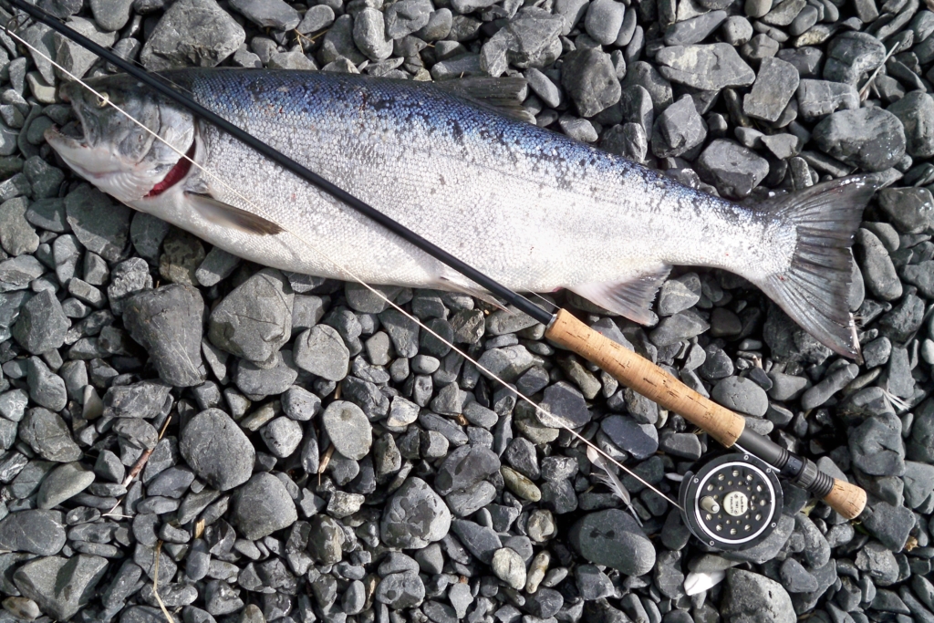 Chinook salmon fishing restricted on most Yukon rivers